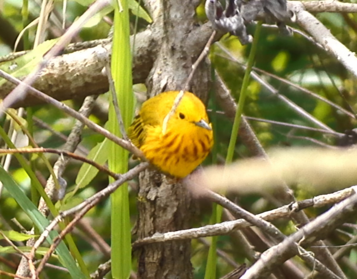 Yellow Warbler - ML620241318
