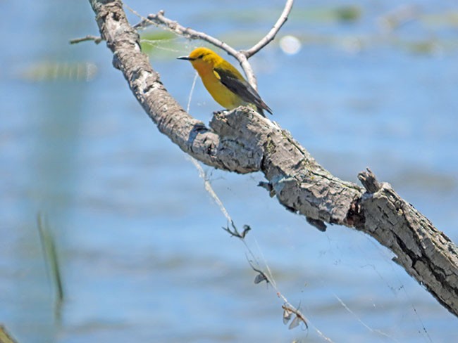 Prothonotary Warbler - ML620241322