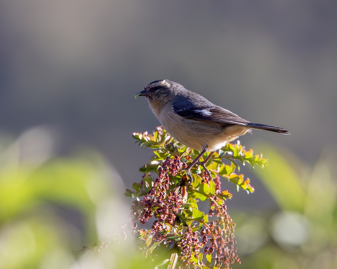 Cinereous Conebill - ML620241323