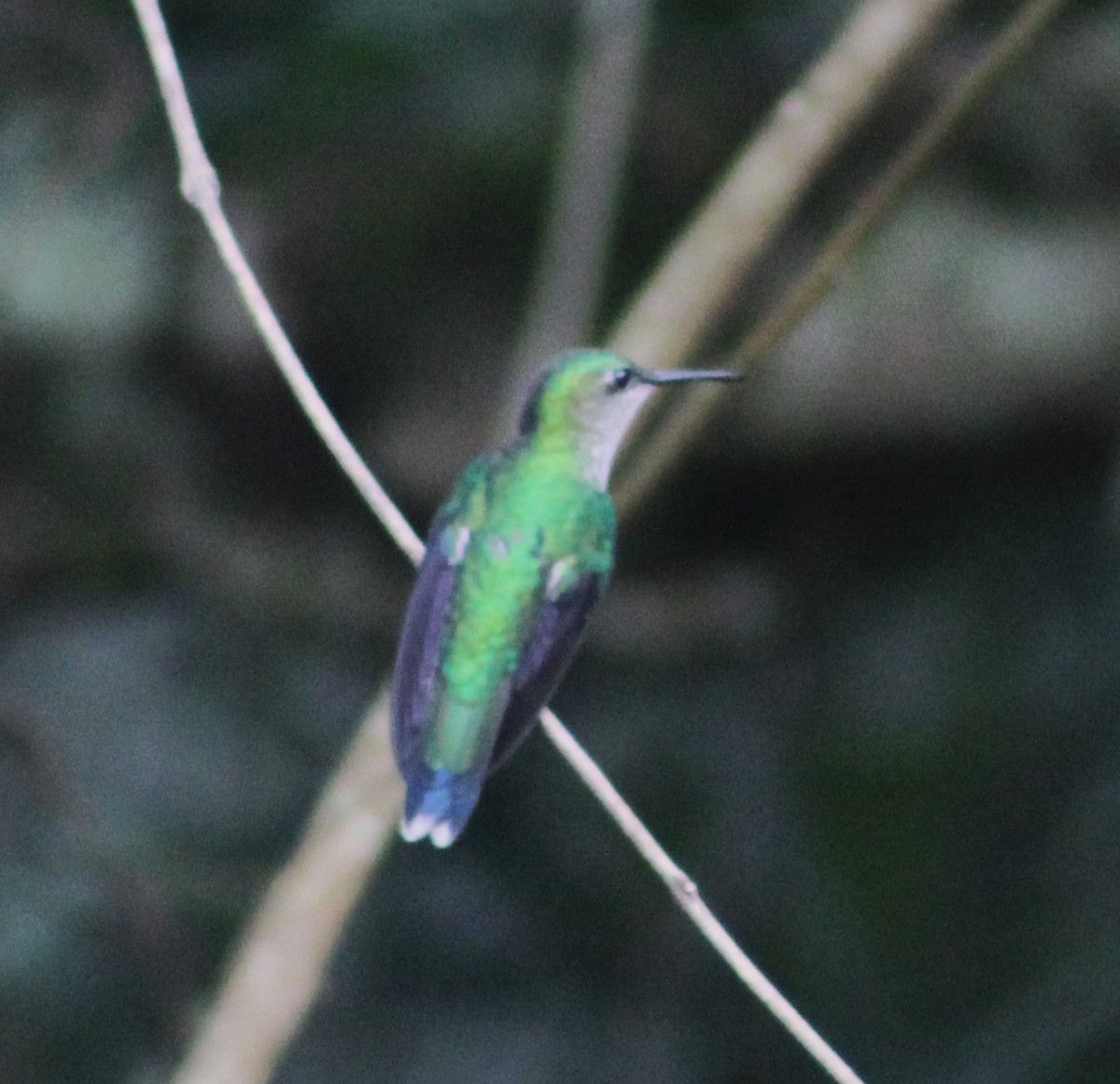 kolibřík fialovotemenný - ML620241328