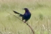 Boat-tailed Grackle - ML620241340