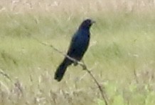 Boat-tailed Grackle - ML620241341