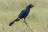 Boat-tailed Grackle - ML620241342