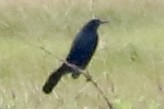Boat-tailed Grackle - ML620241344