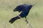 Boat-tailed Grackle - ML620241346