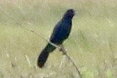 Boat-tailed Grackle - ML620241348