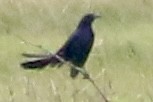 Boat-tailed Grackle - ML620241351