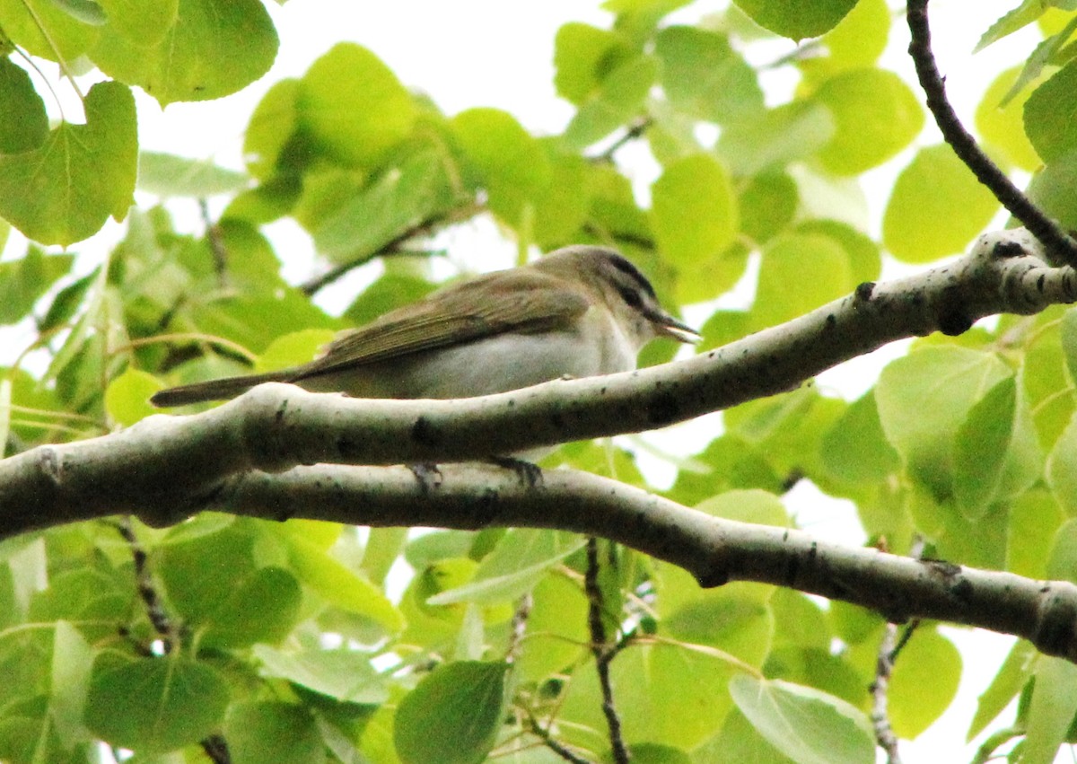 Vireo Ojirrojo - ML620241352