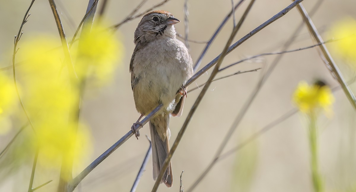 Rufous-crowned Sparrow - ML620241354