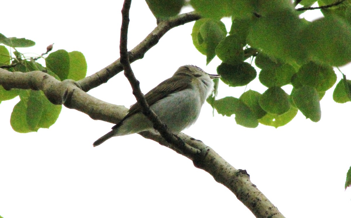 Red-eyed Vireo - ML620241356