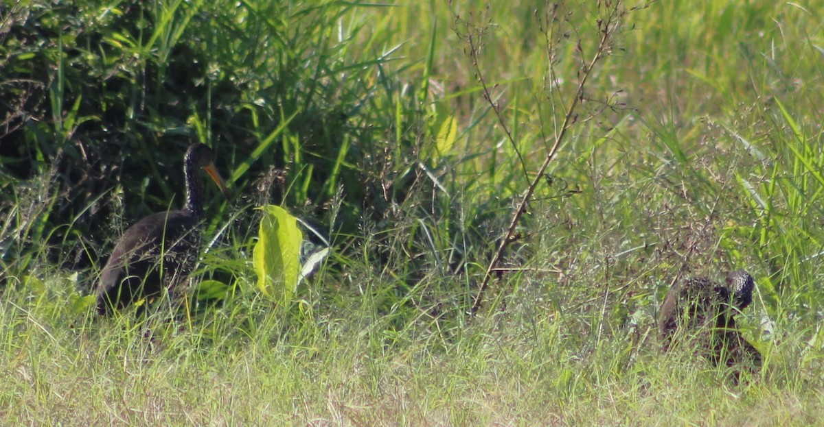 Limpkin - ML620241357