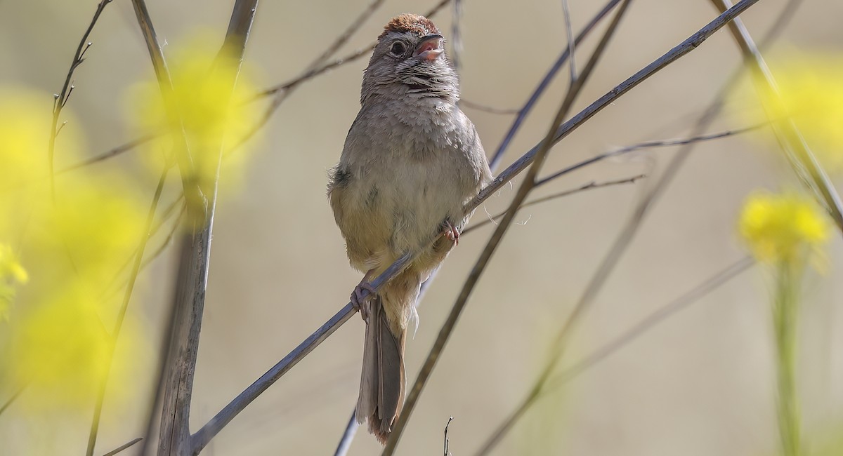 Rufous-crowned Sparrow - ML620241359