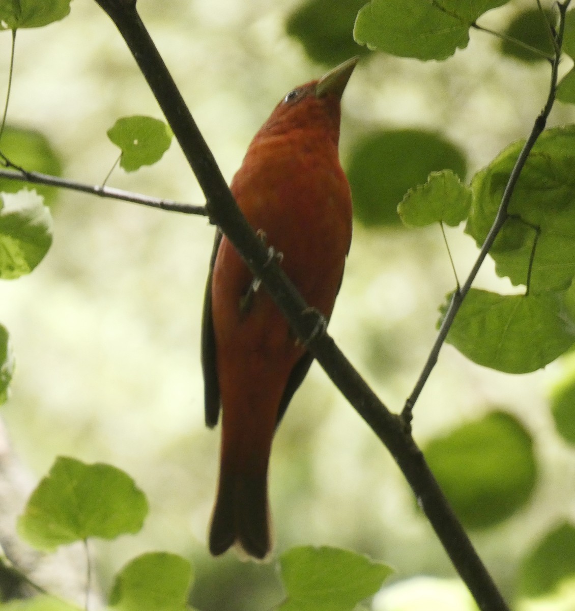 Summer Tanager - ML620241363