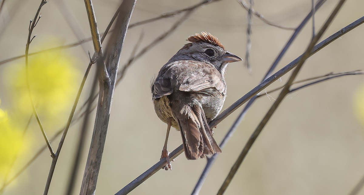 Rufous-crowned Sparrow - ML620241364