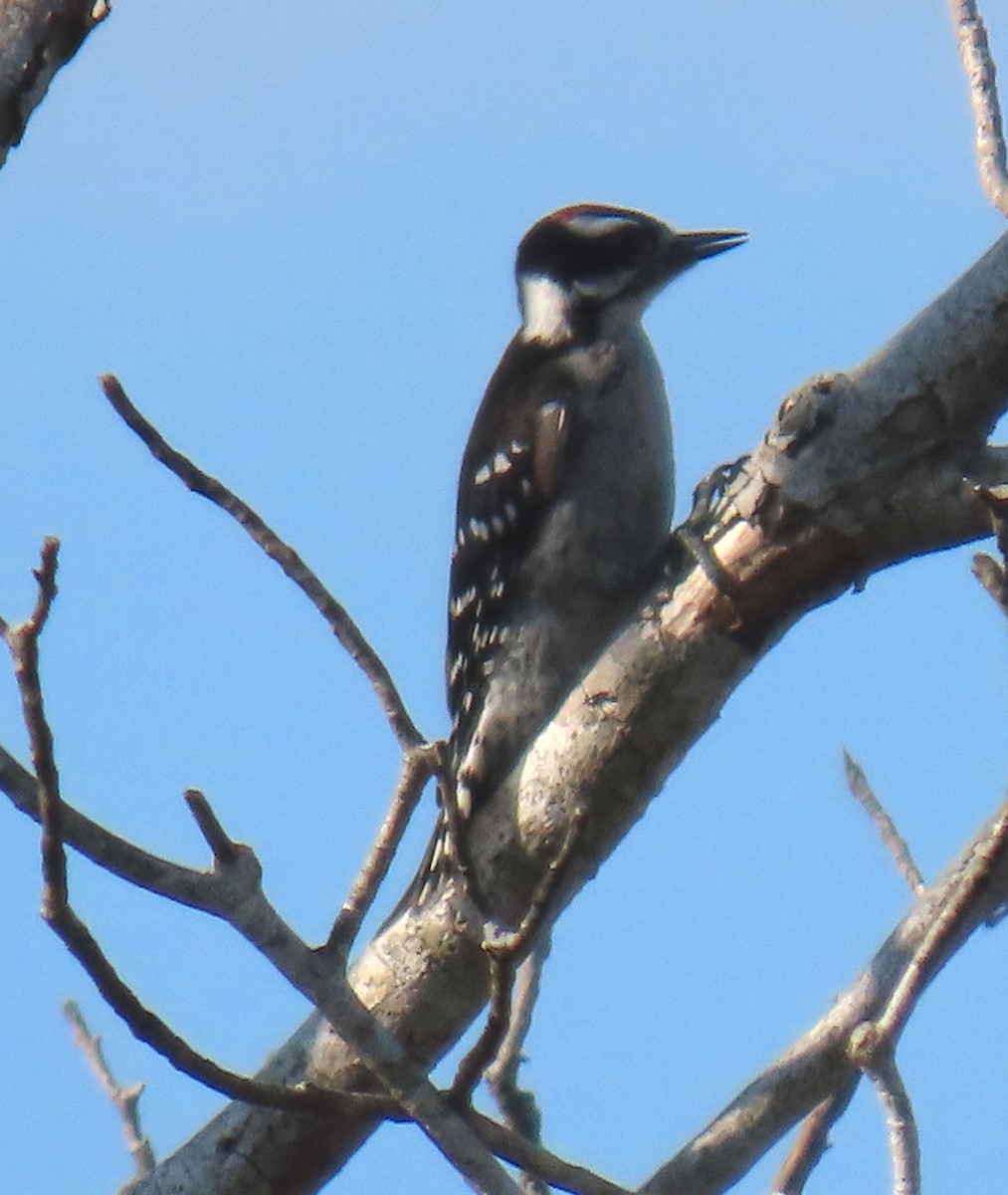 Downy Woodpecker - ML620241366