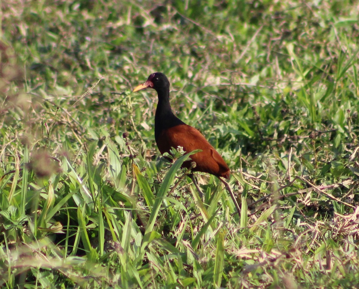 Wattled Jacana - ML620241367