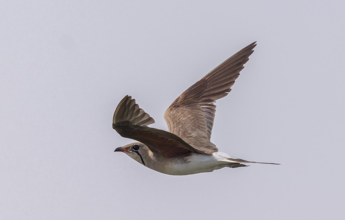 Collared Pratincole - ML620241371