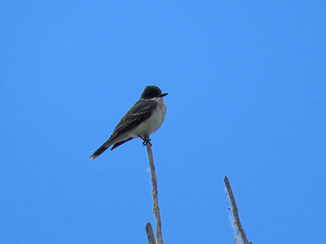 Eastern Kingbird - ML620241375