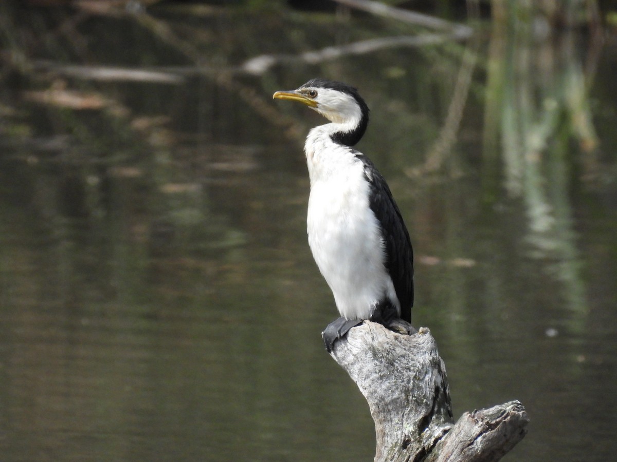 Little Pied Cormorant - ML620241379