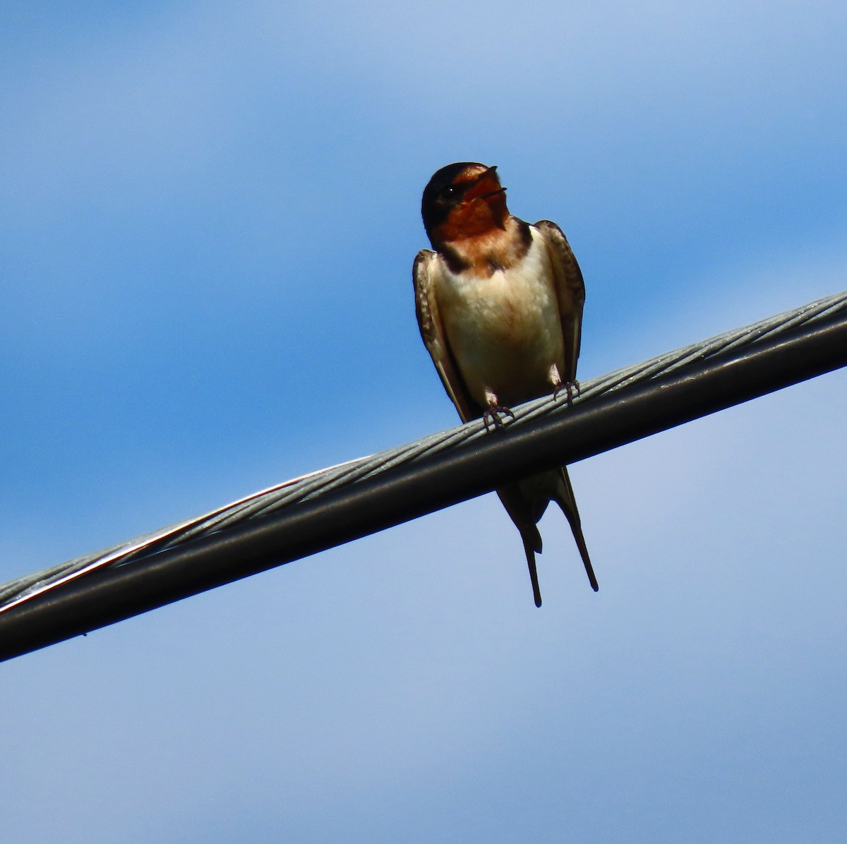 Barn Swallow - ML620241385