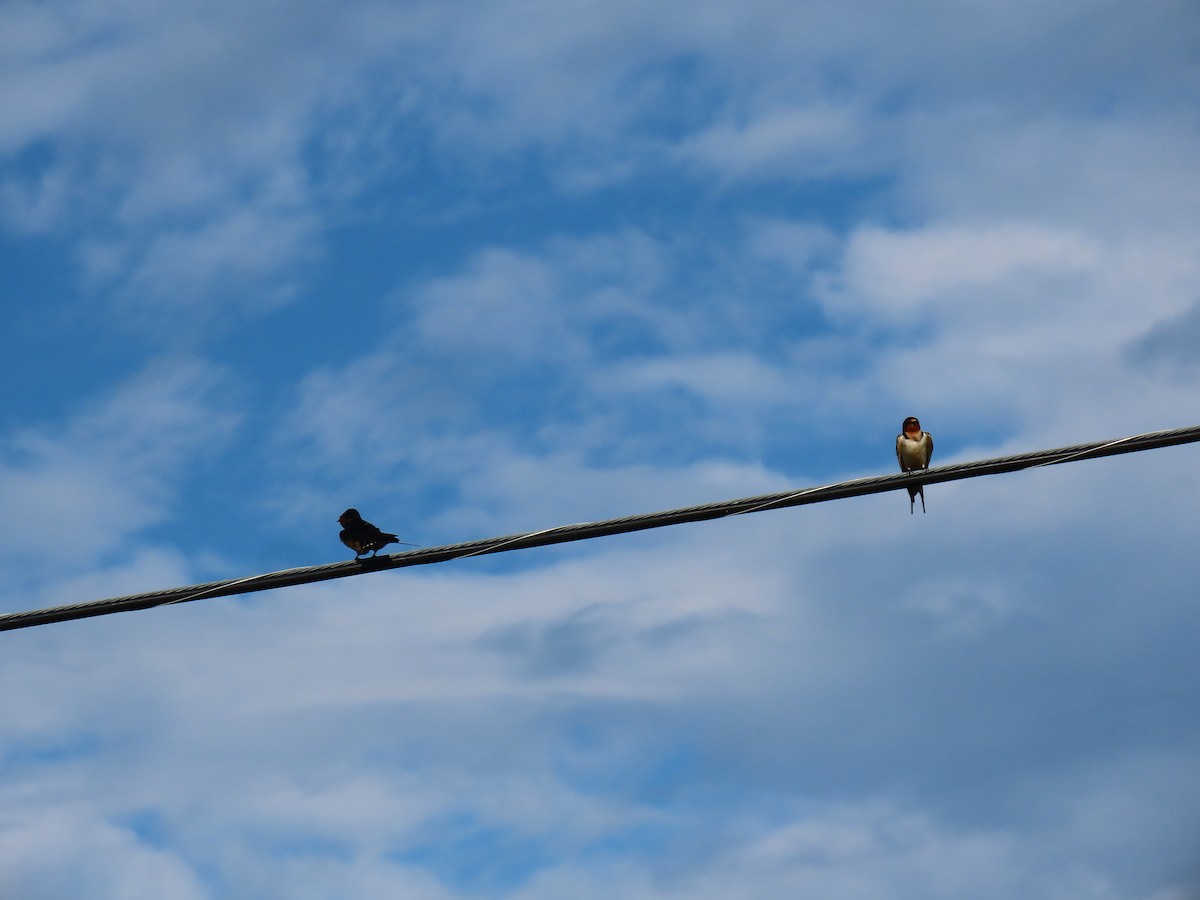 Barn Swallow - ML620241397