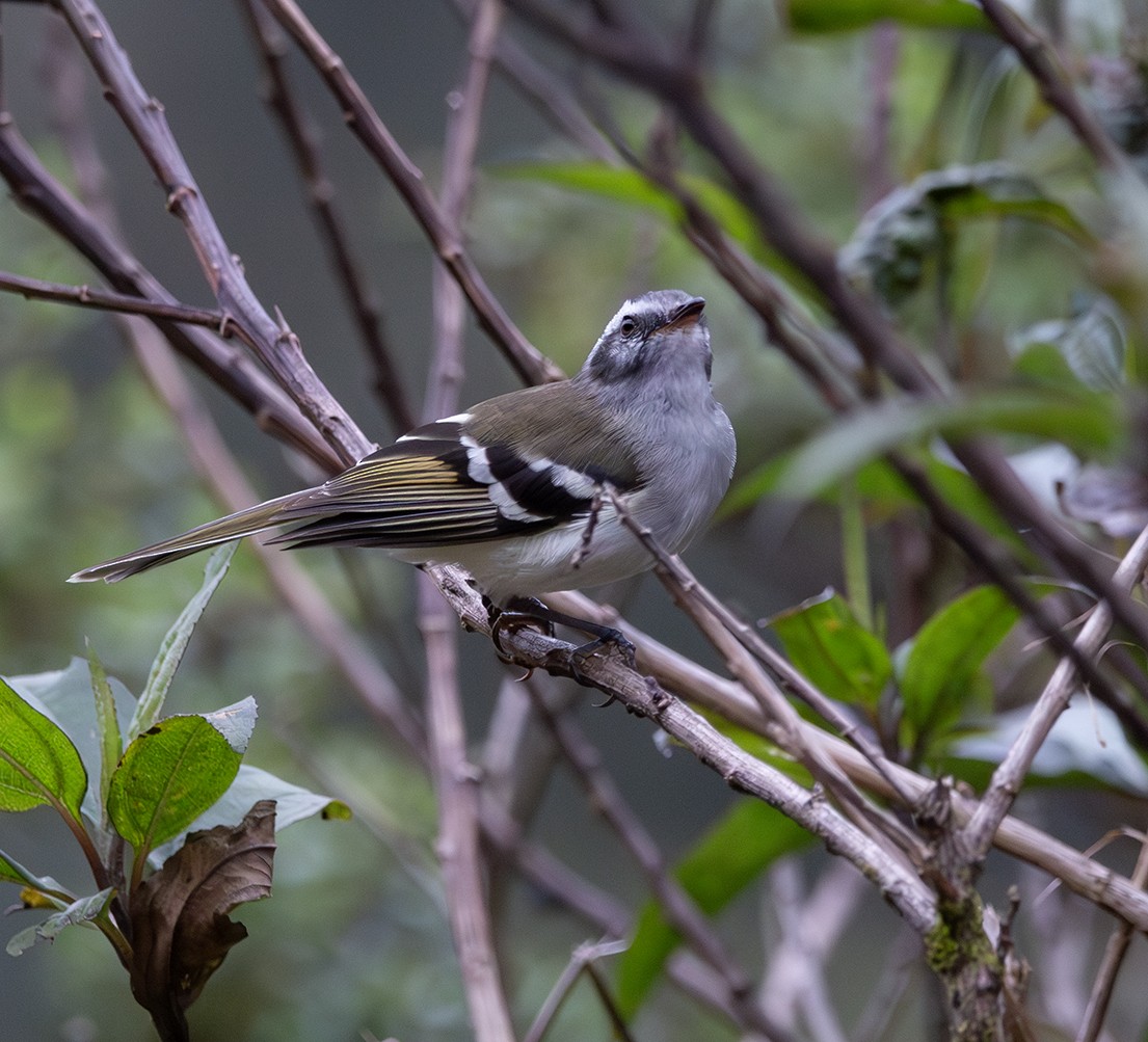 White-banded Tyrannulet - ML620241402