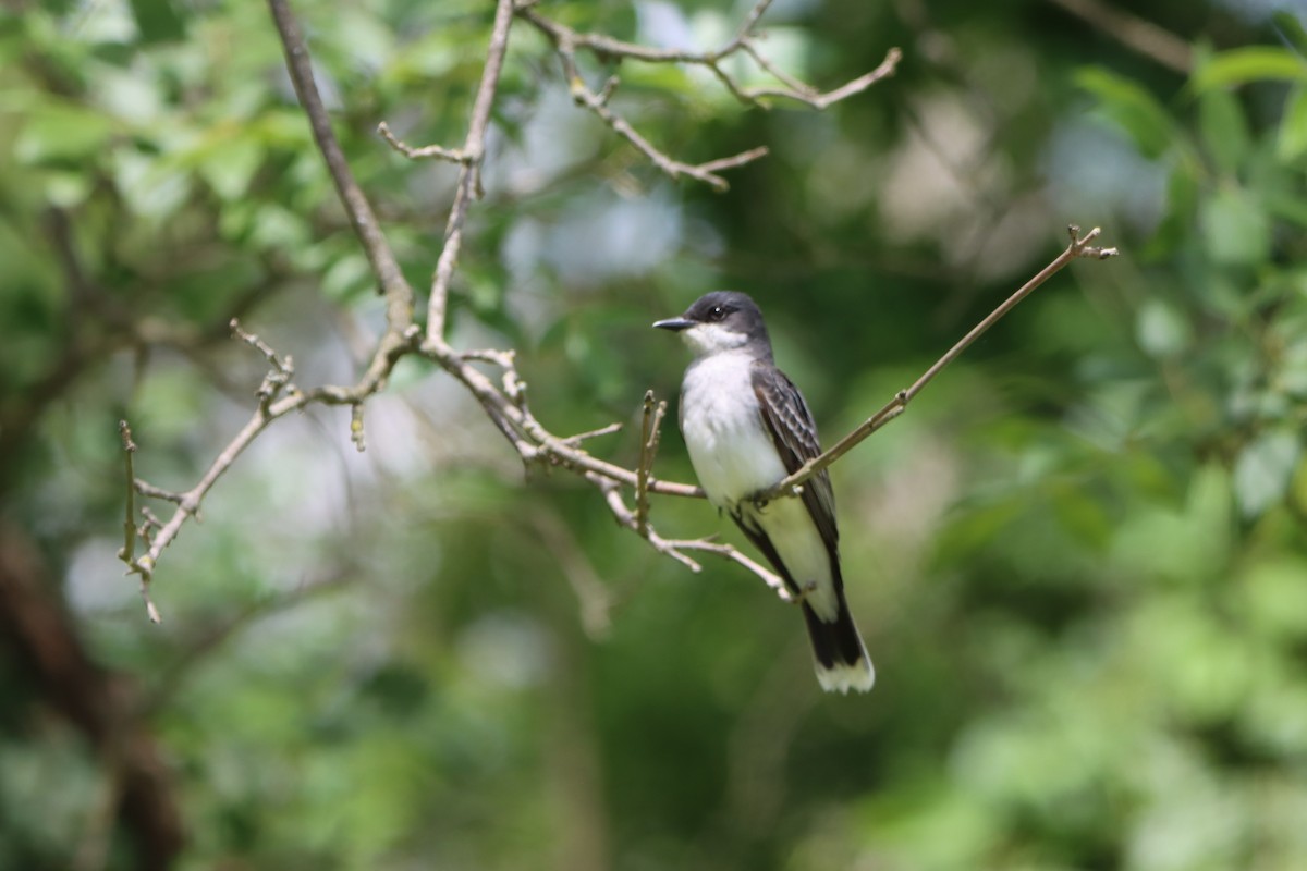 Eastern Kingbird - ML620241404