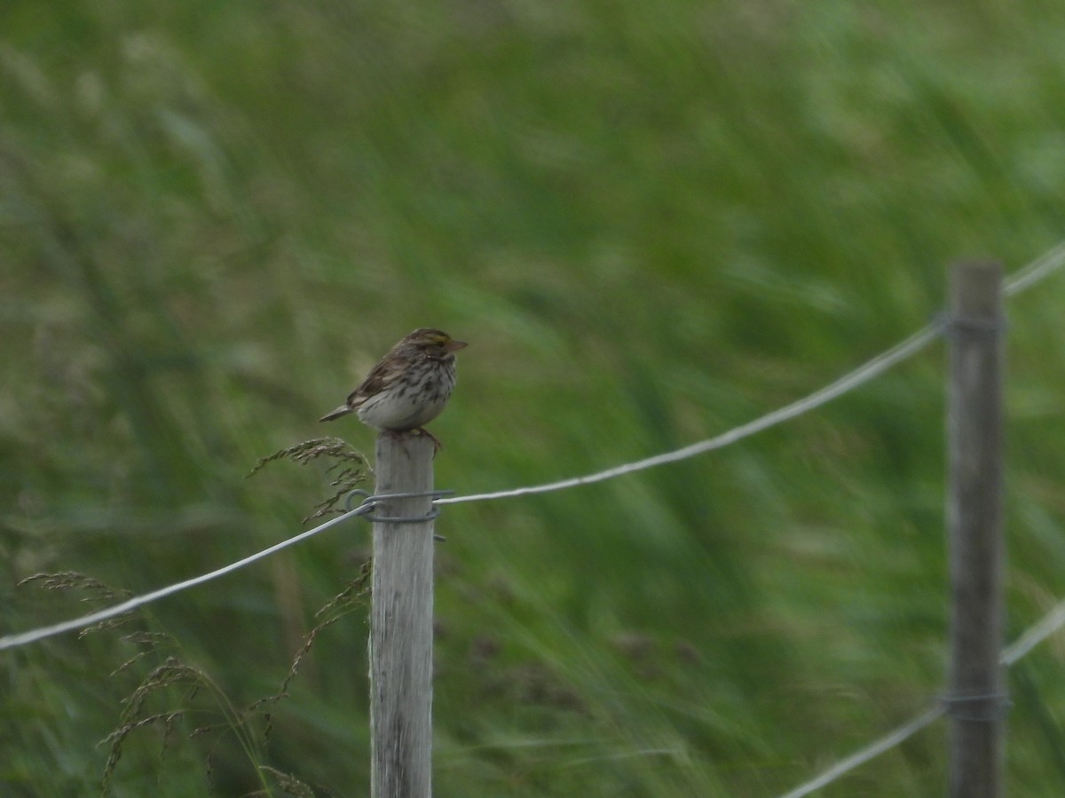 Savannah Sparrow - ML620241412