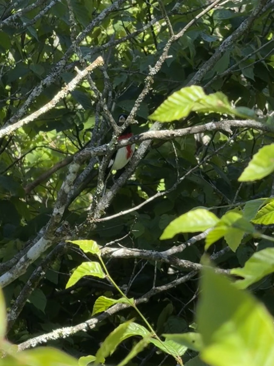 Rose-breasted Grosbeak - ML620241413