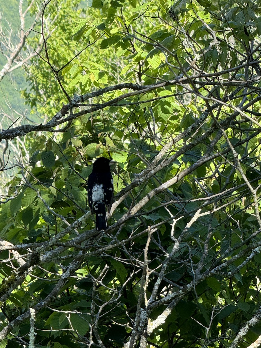 Rose-breasted Grosbeak - Megan Ledford