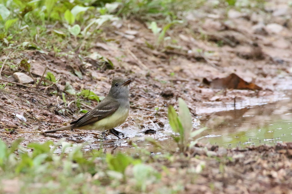 Great Crested Flycatcher - ML620241418