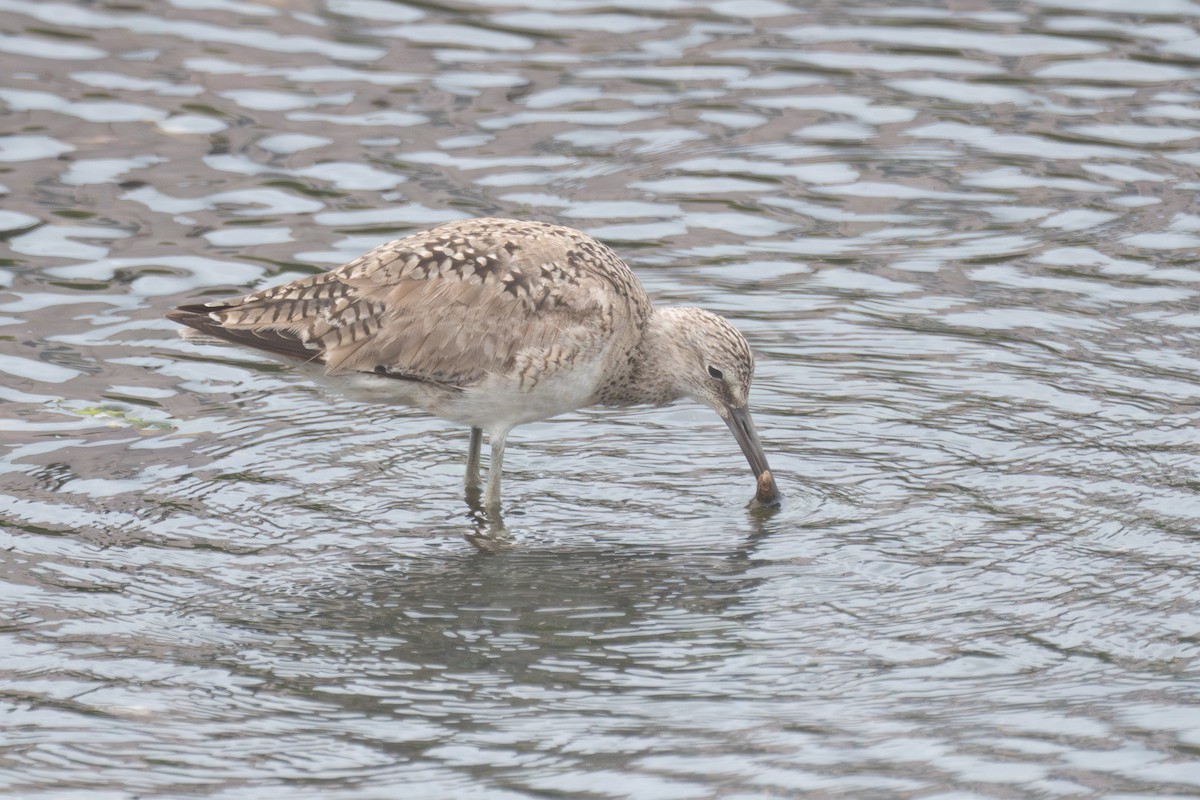 Willet - ML620241419