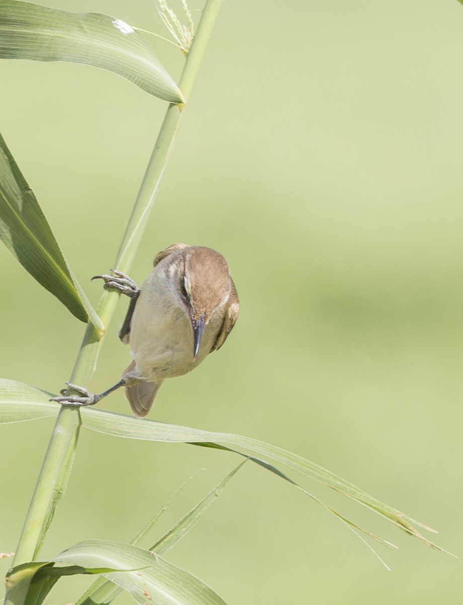 Clamorous Reed Warbler - ML620241420