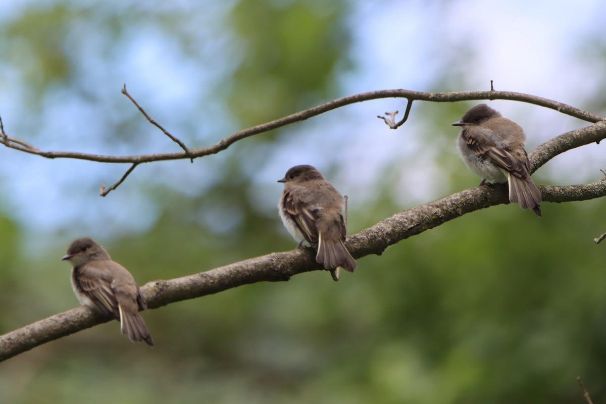 Eastern Phoebe - ML620241422