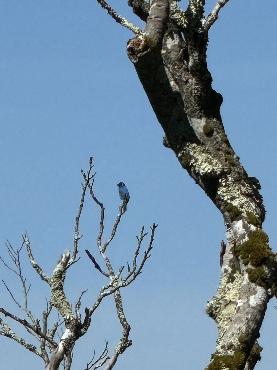 Indigo Bunting - ML620241427