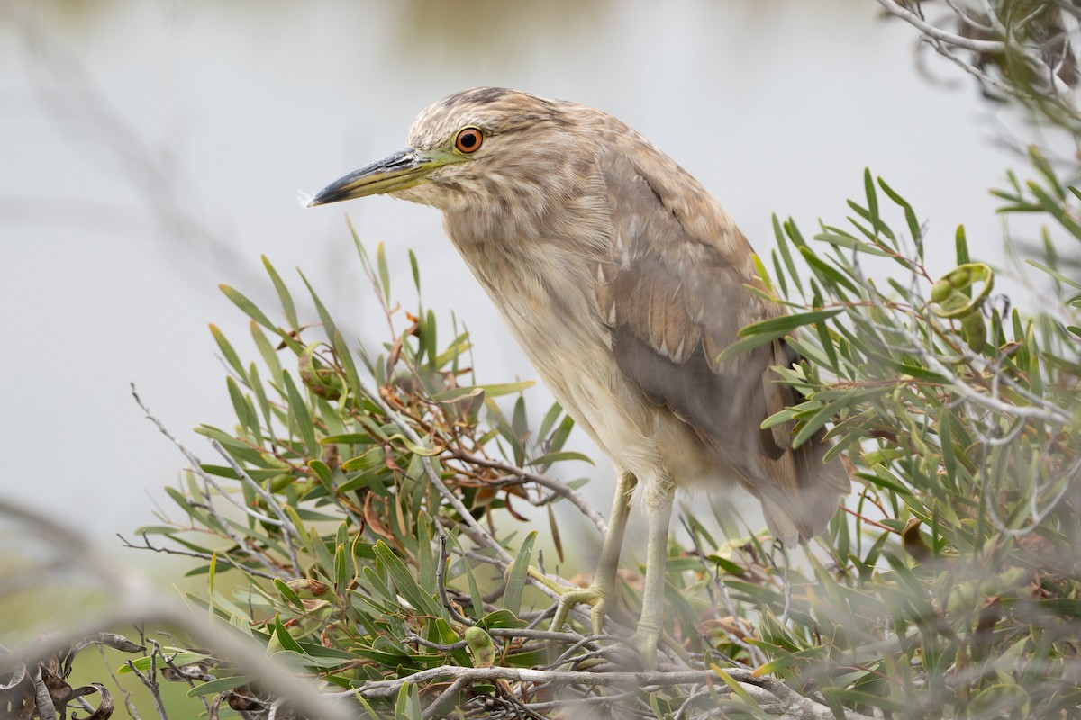 Black-crowned Night Heron - ML620241429