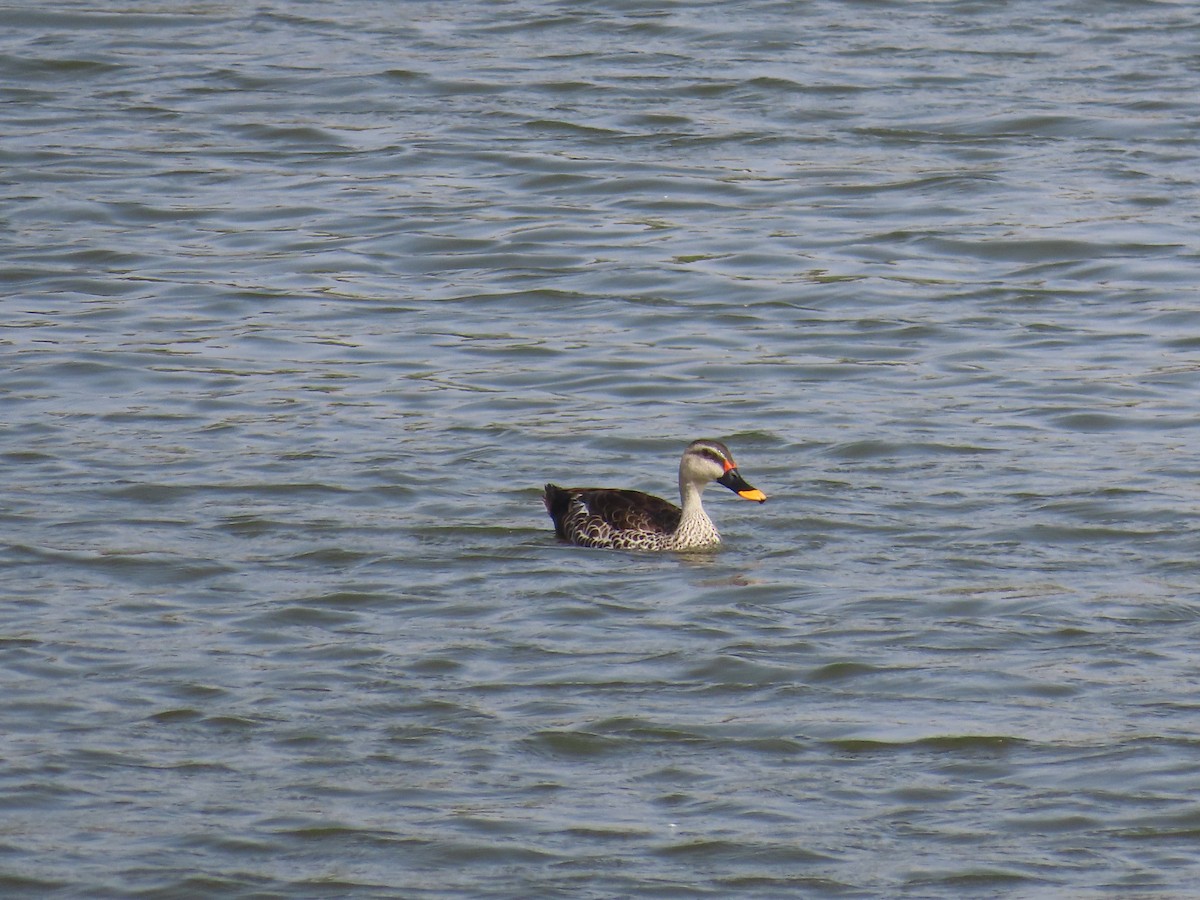 Indian Spot-billed Duck - ML620241435