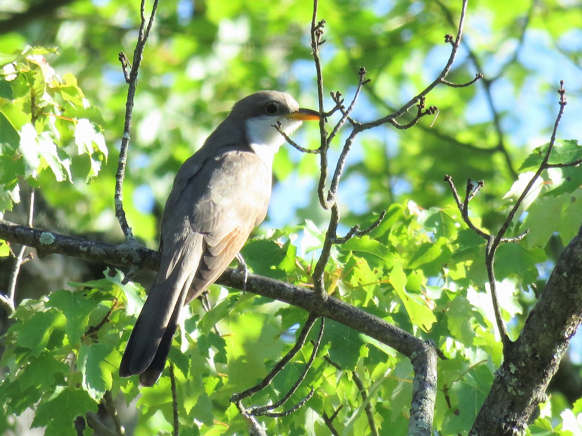 Yellow-billed Cuckoo - ML620241439