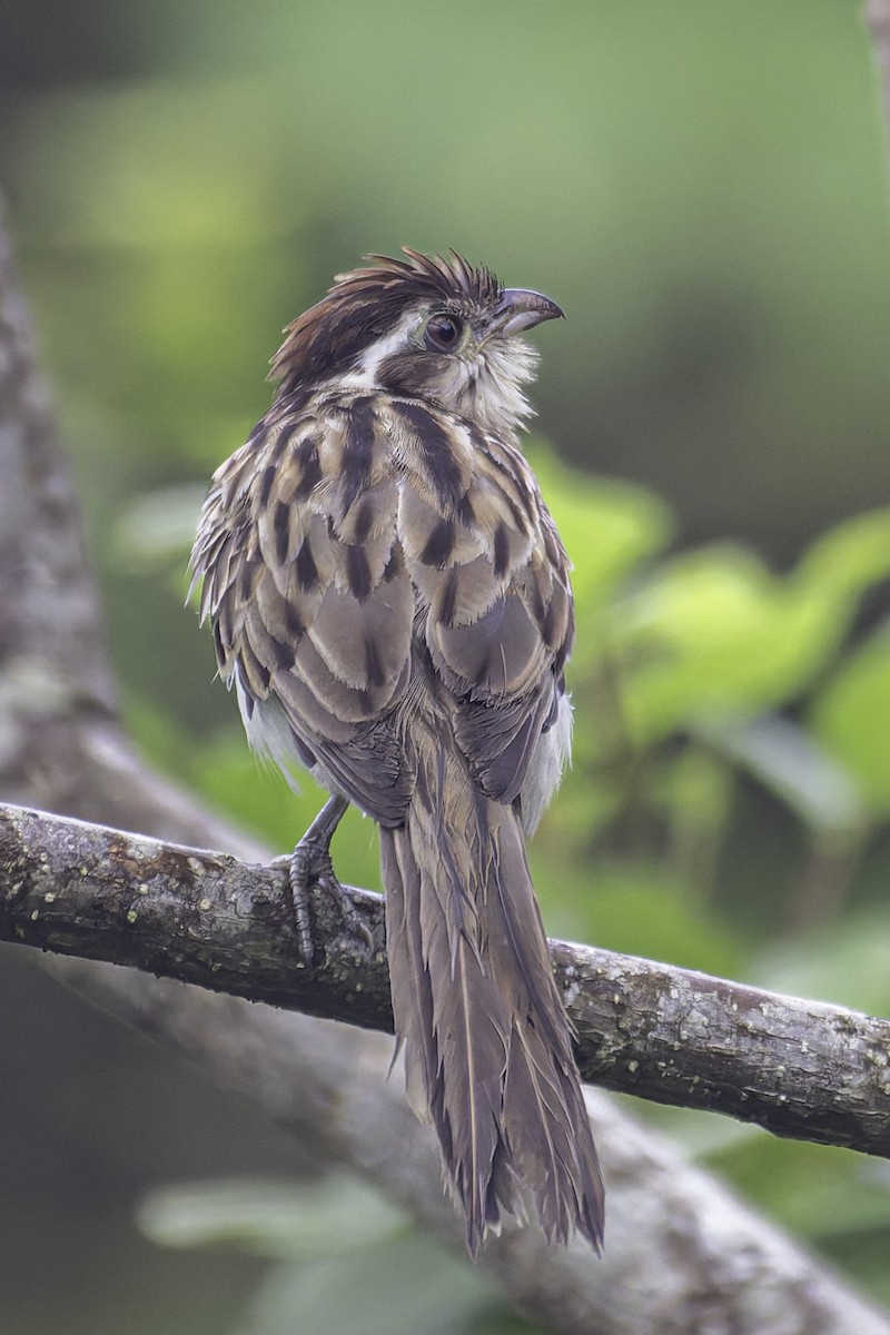 Striped Cuckoo - ML620241445