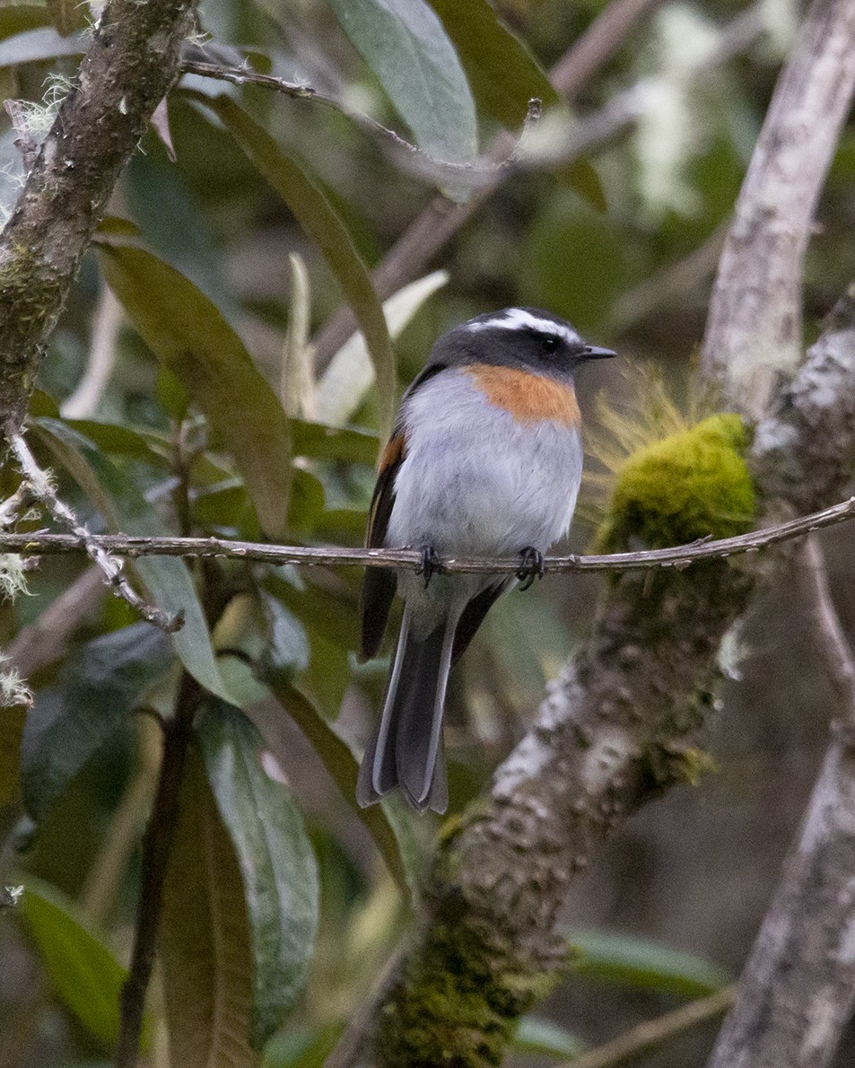 Rufous-breasted Chat-Tyrant - ML620241449