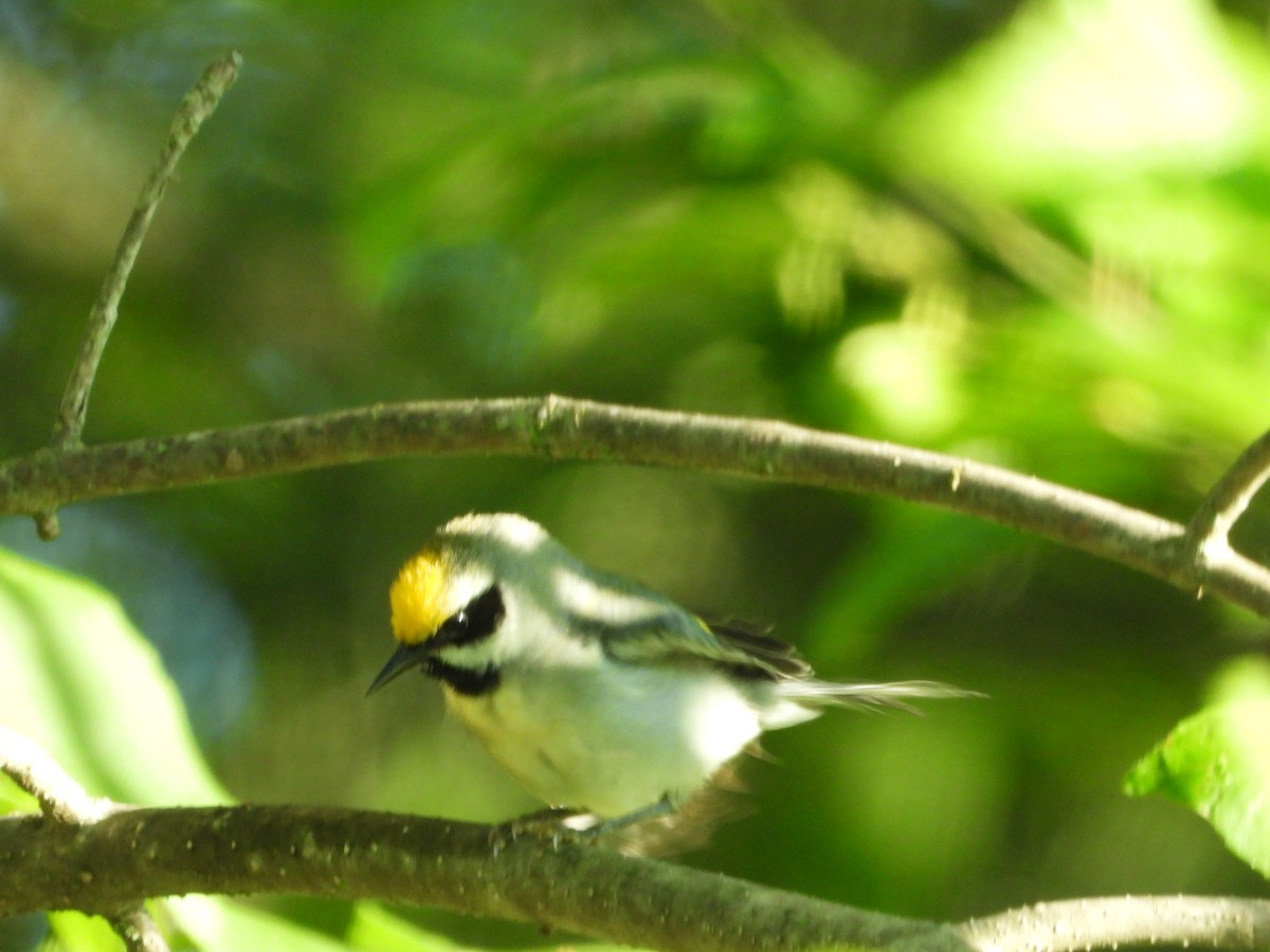 Golden-winged Warbler - ML620241456