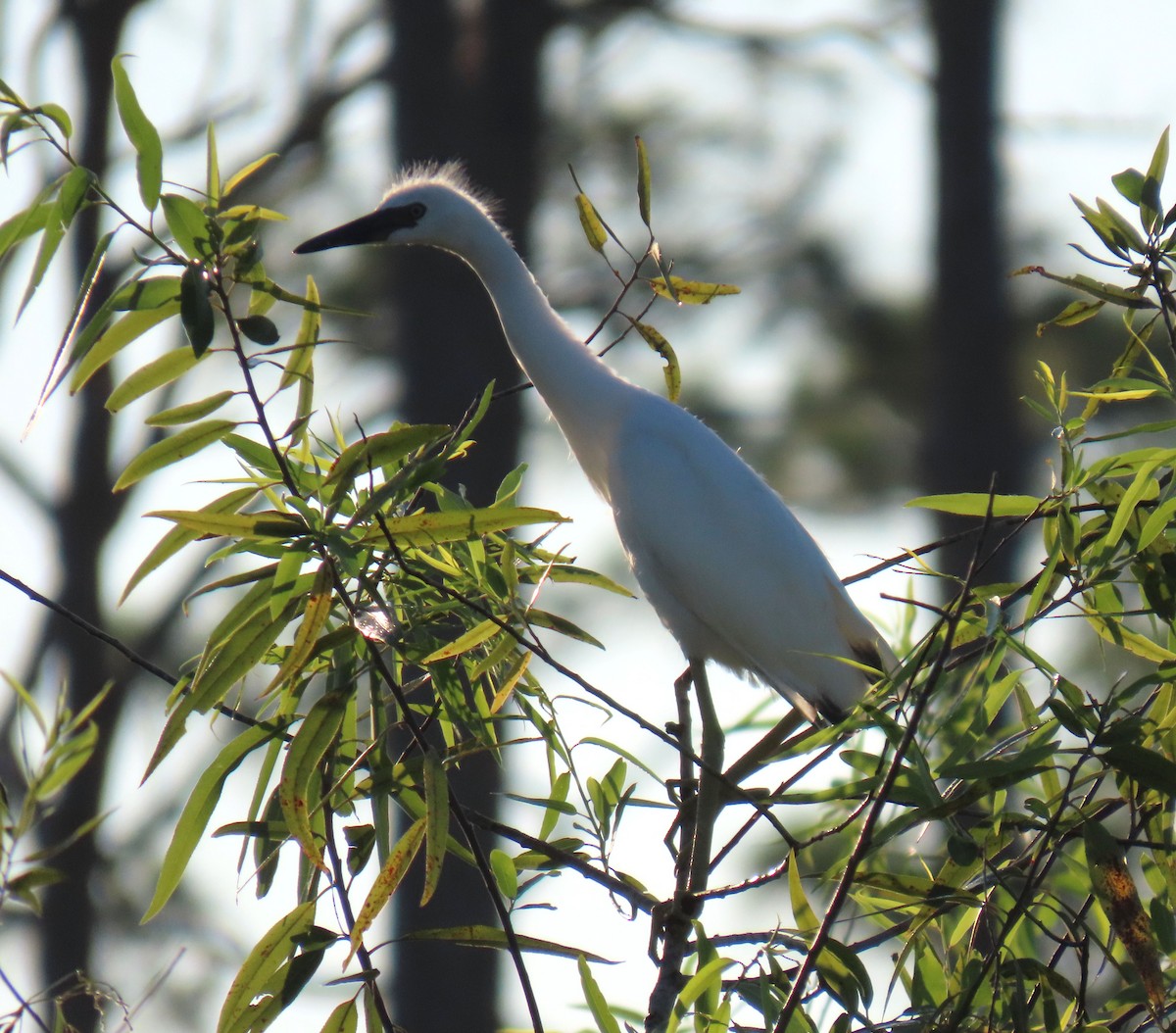 Snowy Egret - ML620241457