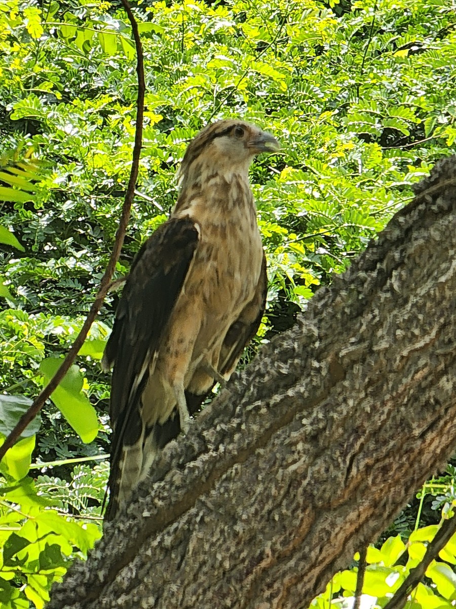 Yellow-headed Caracara - ML620241462