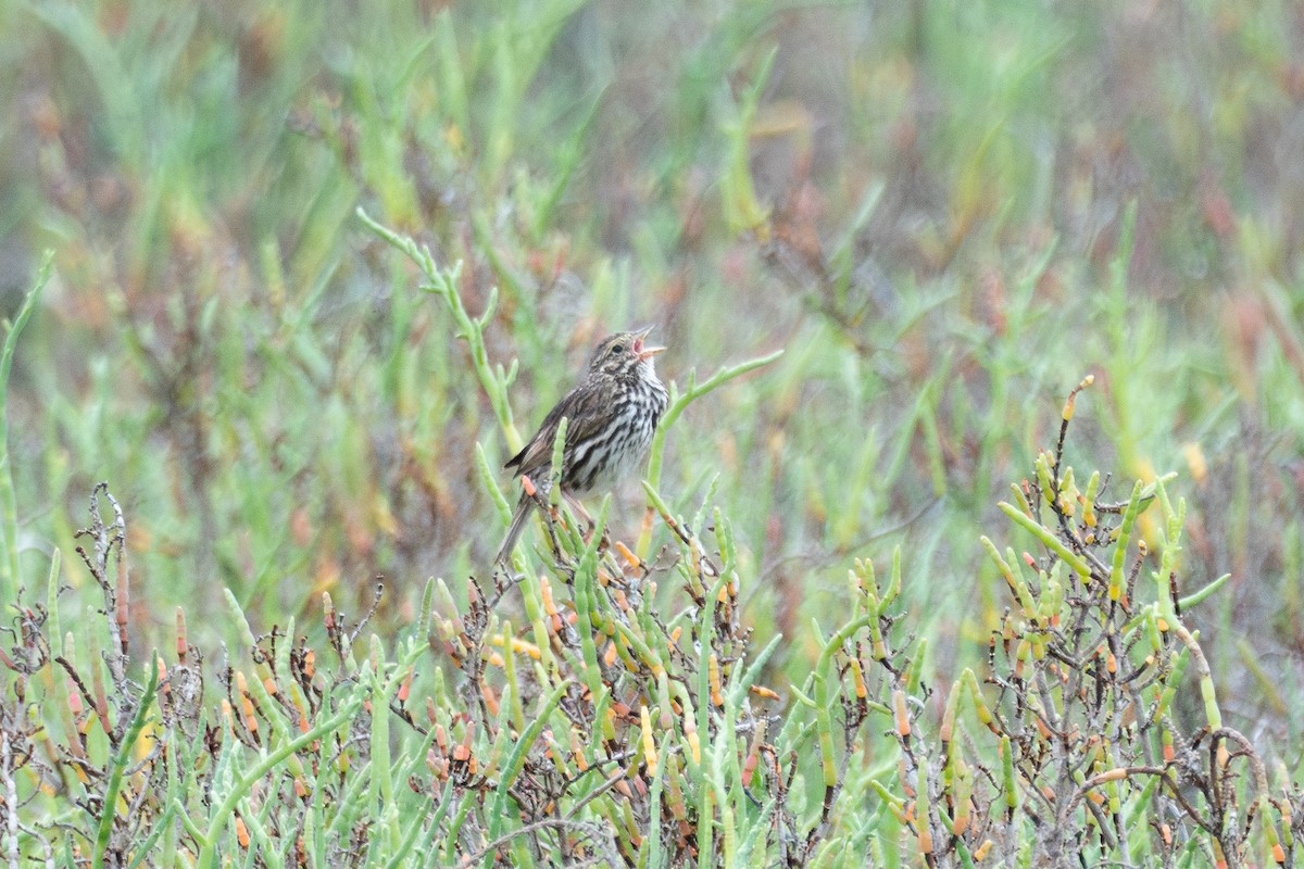 Savannah Sparrow - ML620241464