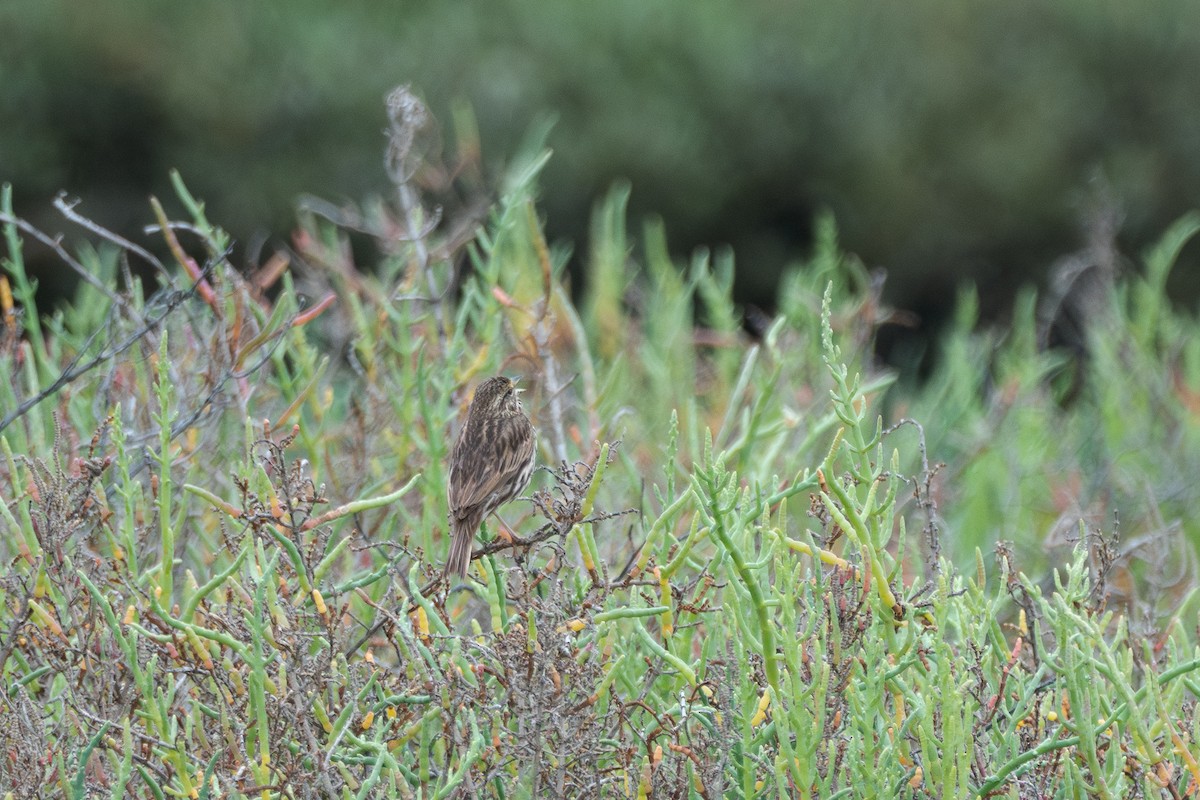 稀樹草鵐 - ML620241465