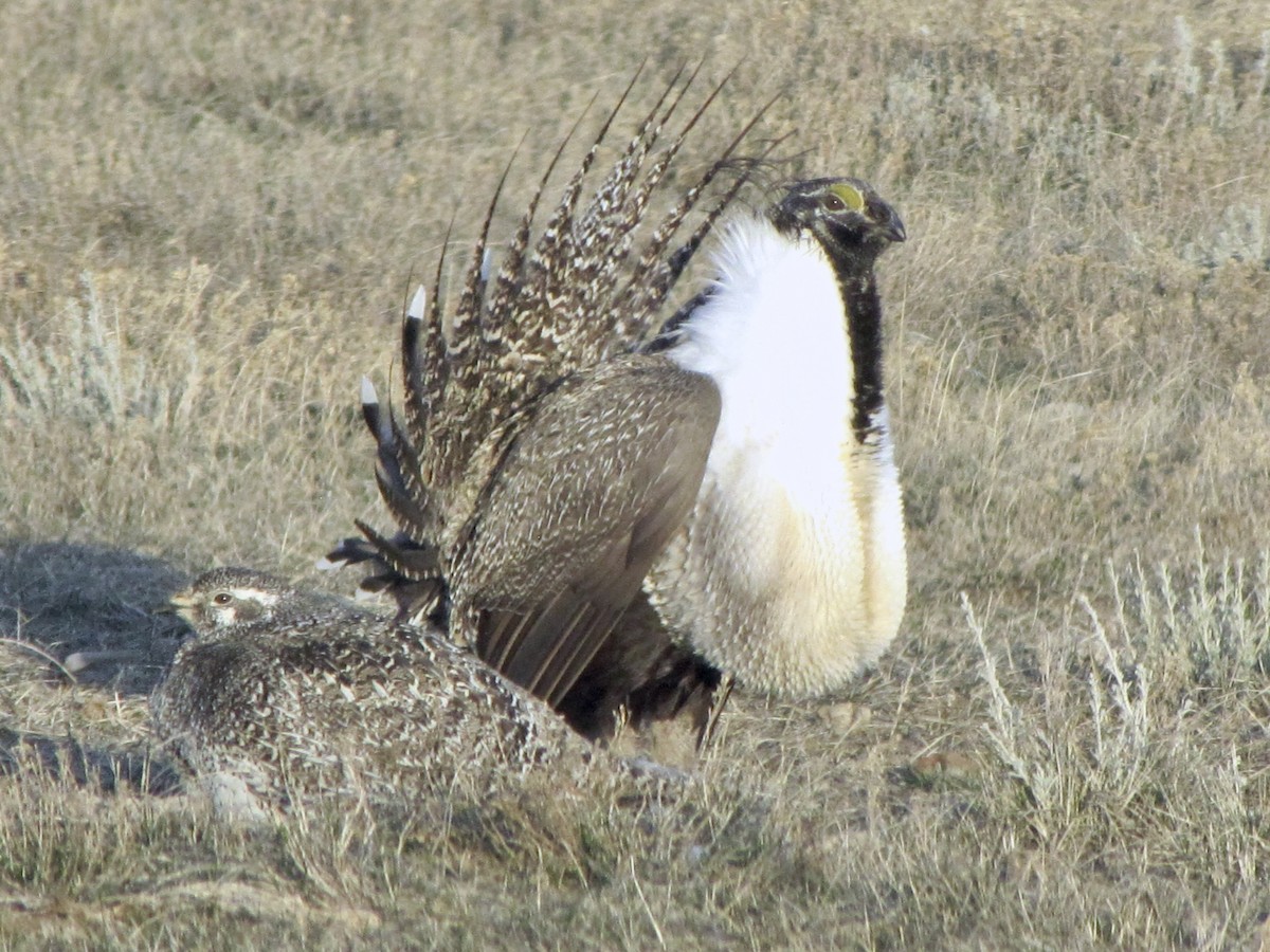 Greater Sage-Grouse - ML620241466