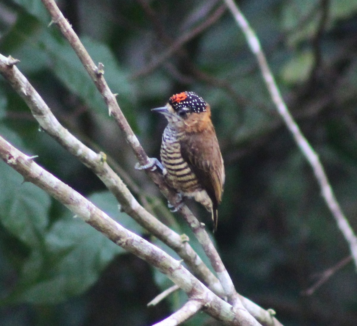 Ochre-collared Piculet - ML620241470