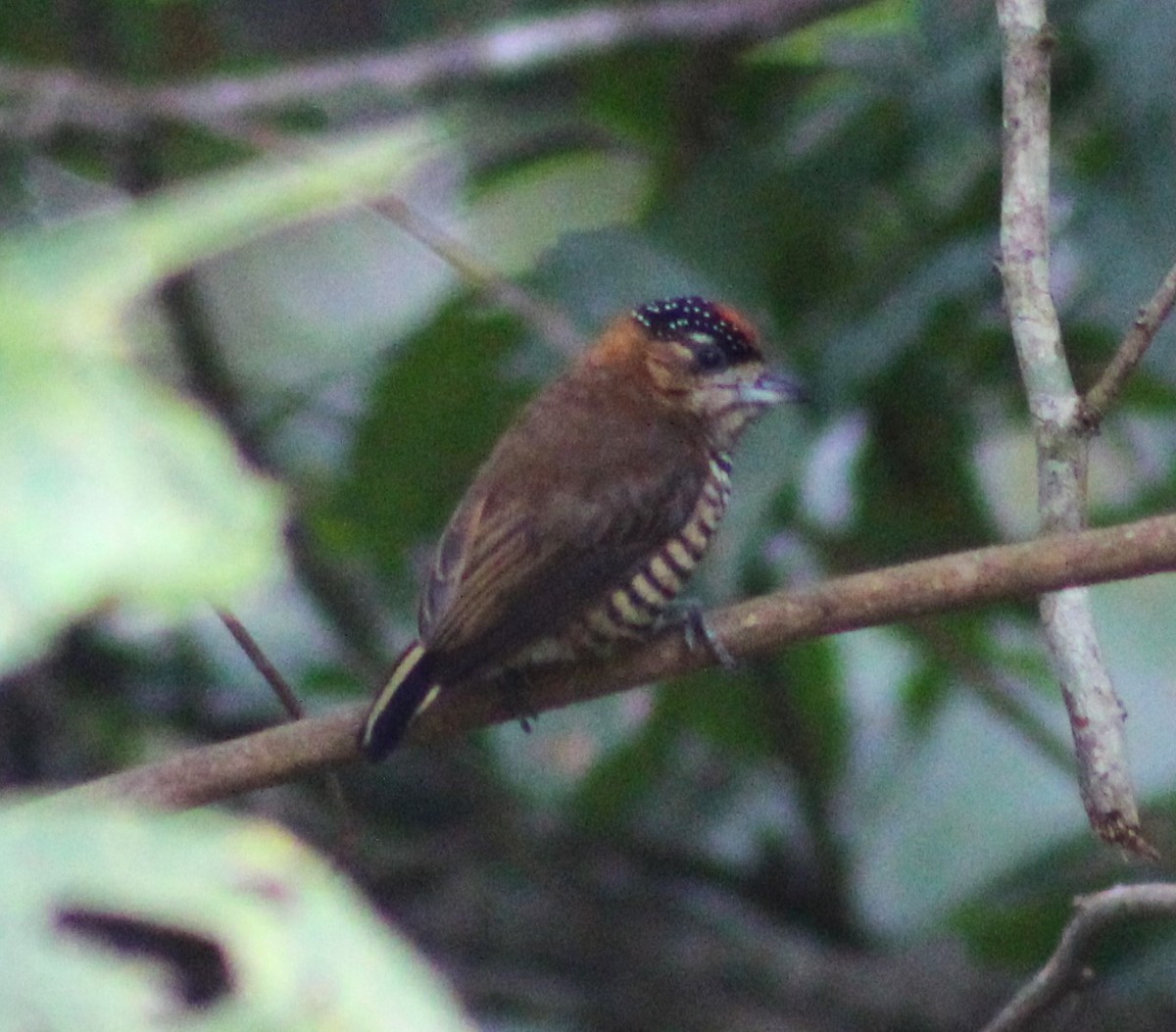 Ochre-collared Piculet - ML620241471