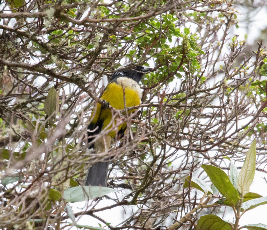 Buff-breasted Mountain Tanager (Buff-breasted) - ML620241474