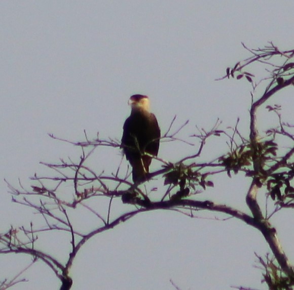 Crested Caracara - ML620241487